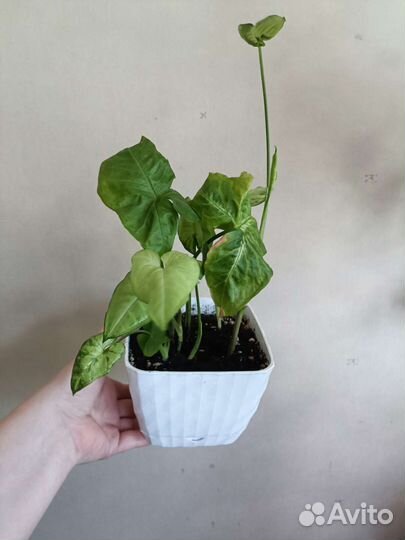 Комнатные растения