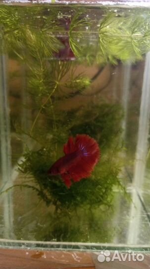 Аквариумные рыбки Петушок