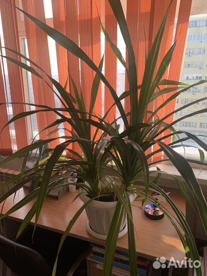 Пальма панданус