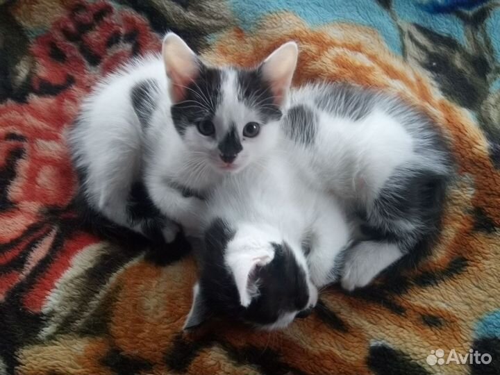 Котята мышеловы