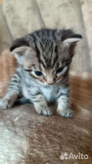 Котик в дар