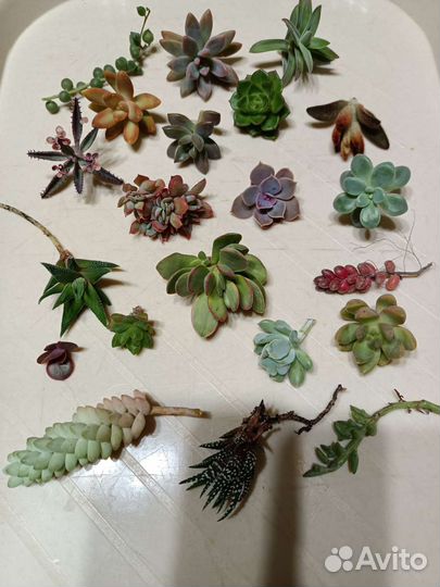 Суккуленты набор