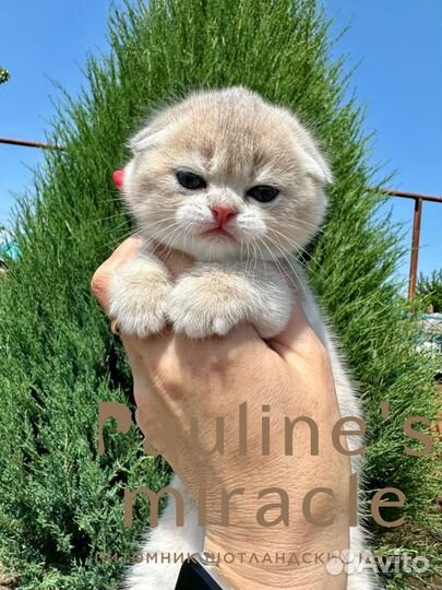 Шотландские котята шиншилла