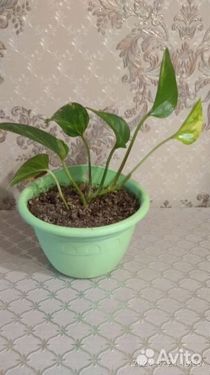 Сциндапсус