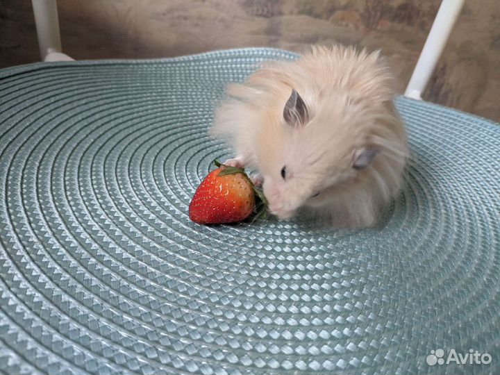 Вязка хомяк