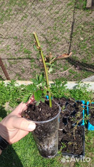 Саженцы ежевики