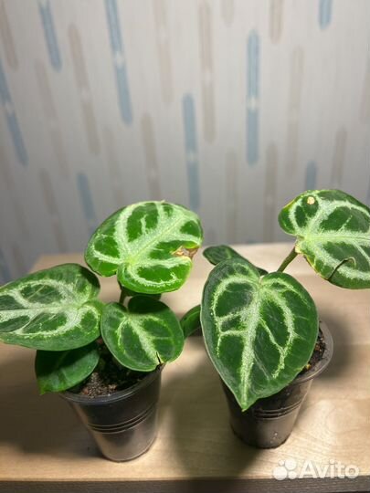 Антуриум сильвер блаш