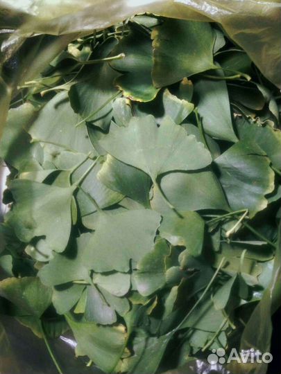 Листья гинкго билобы