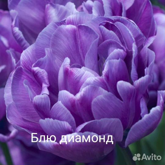 Пионовидные тюльпаны