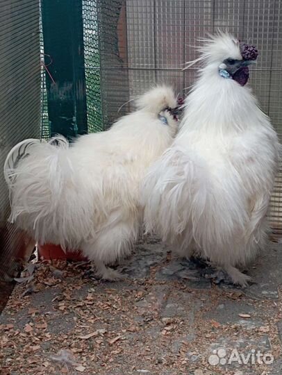 Петух. Китайский шёлковый