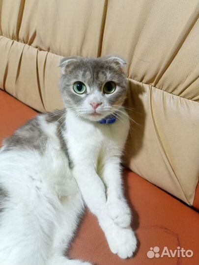 Очаровательные вислоухие комочки