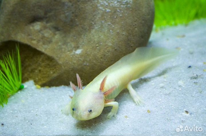 Аксолотль - Axolotl