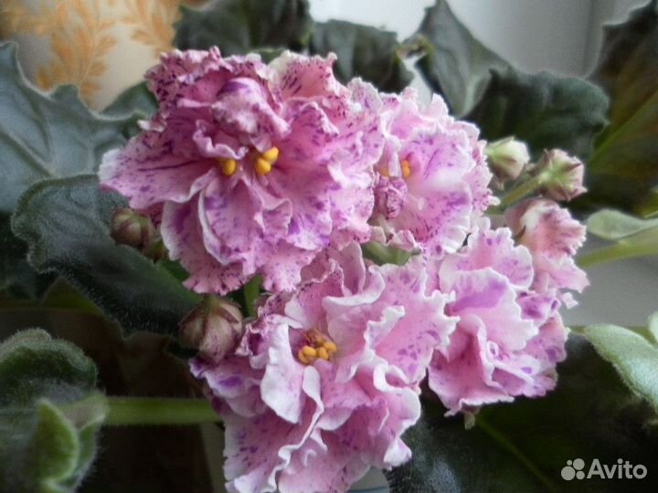 Набор сортовых деток фиалок