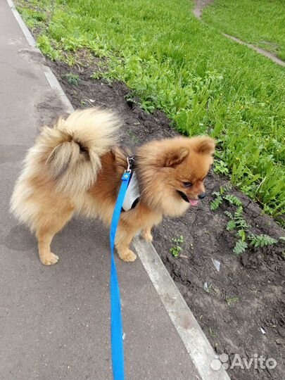 Шпиц