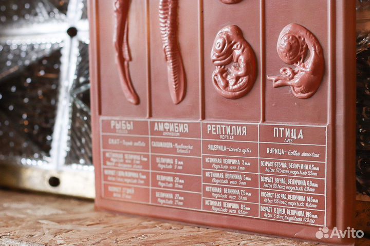 Пособие по биологии СССР зародыши позвоночных