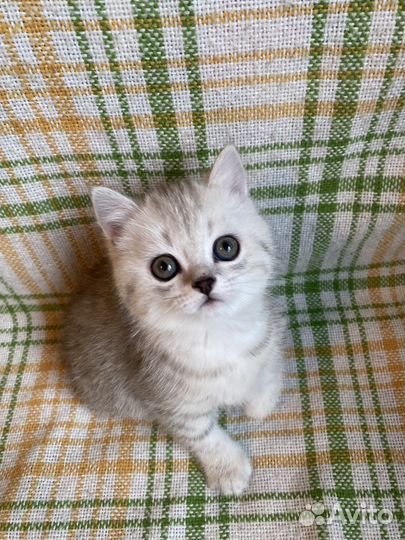 Шотландские котята