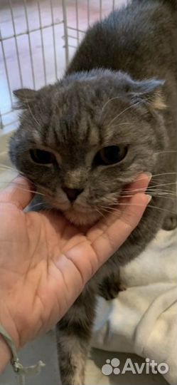 Шотландский вислоухий кот