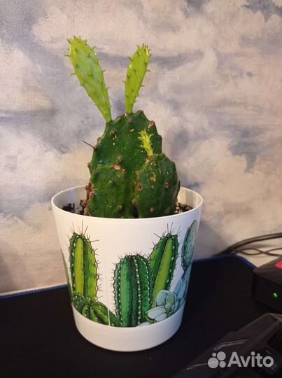 Опунция (кактус)