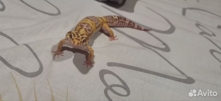 Продам эублефара