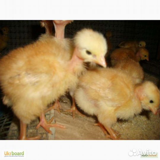 Цыплята