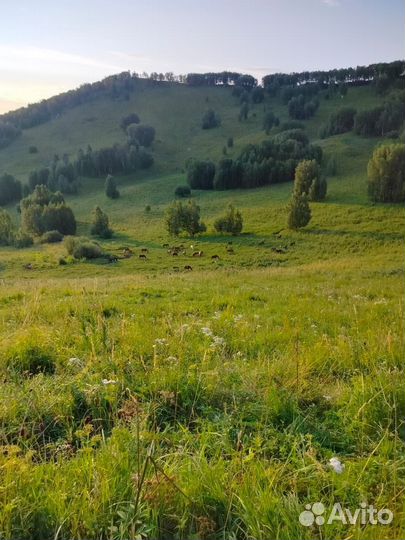 Продам лошадей