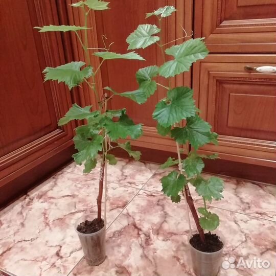 Виноград.Технические(винные) Сорта