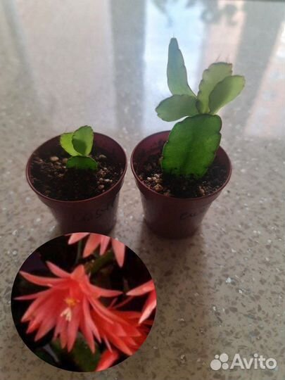 Рипсалидопсисы (пасхальник) сортовые