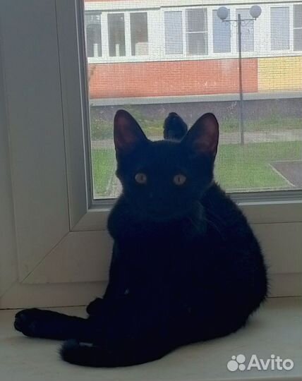 Фифа 3 месяца