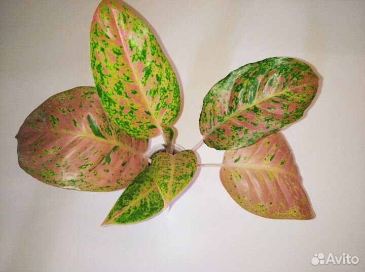 Аглаонема Лак saab