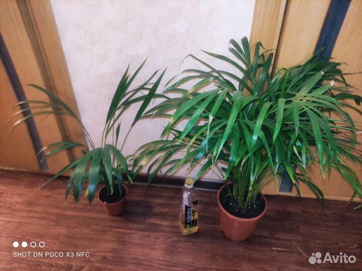 Пальма арека