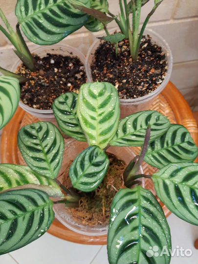 Ктенанта Бурле Маркс