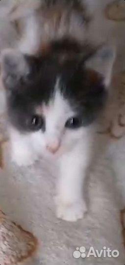 Трехцветная кошка