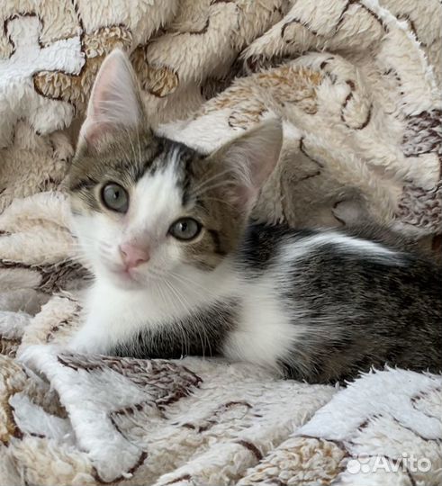 Котёнок ищет дом