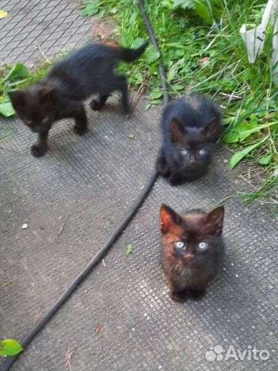 Чёрные котята бесплатно