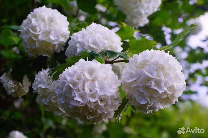 Калина розеум, крупномеры