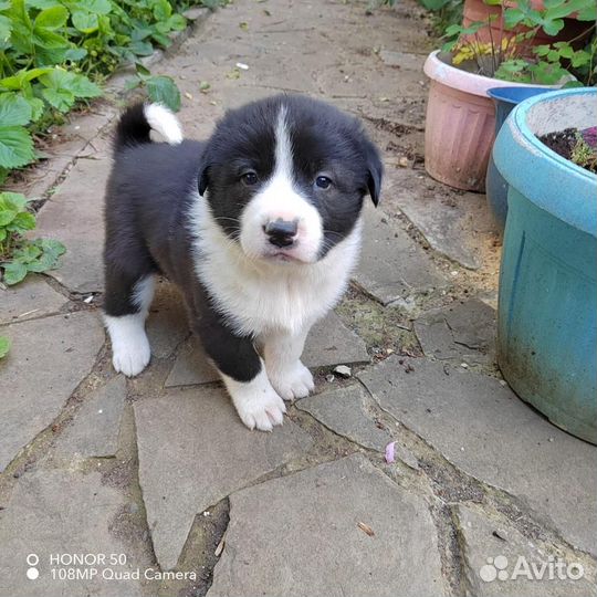 Щенки русско-европейской лайки