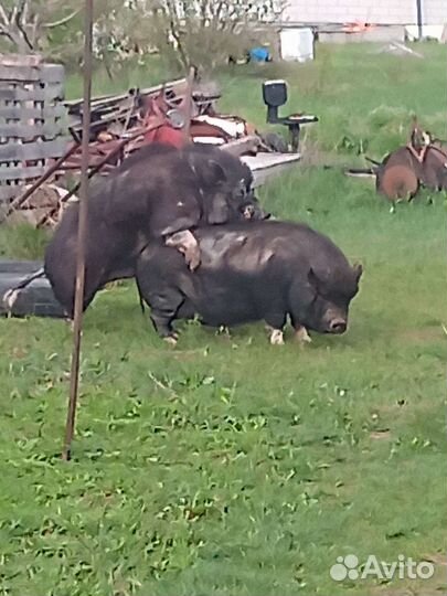 Вьетнамские вислобрюхие поросята