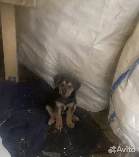 Собака в добрые руки щенок
