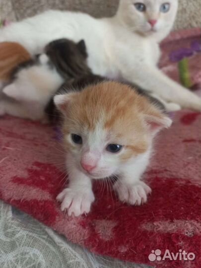 Отдам бесплатно