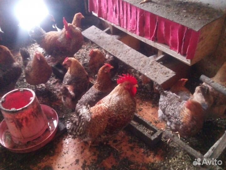 Петухи билефельдер и ливанские ситцевые