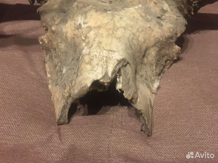 Эксклюзивные Рога лося убийцы