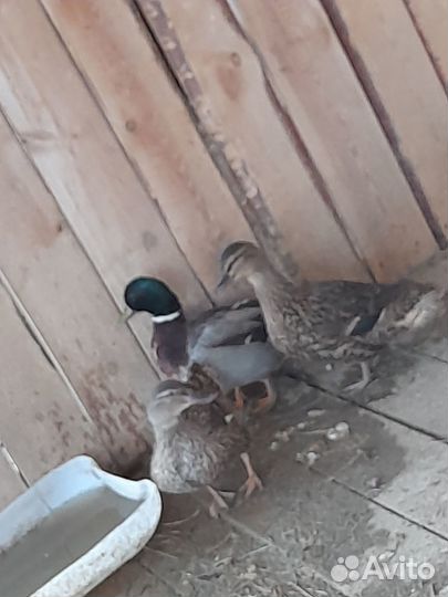 Подсадные утки кряква