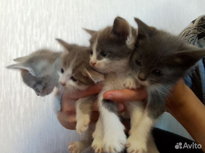 Котята в добрые руки