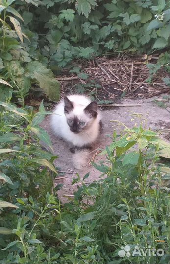 Котята в дар