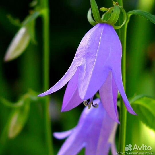 Колокольчик широколистный саженцы, многолетки