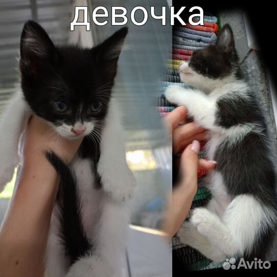 Котята в добрые руки бесплатно