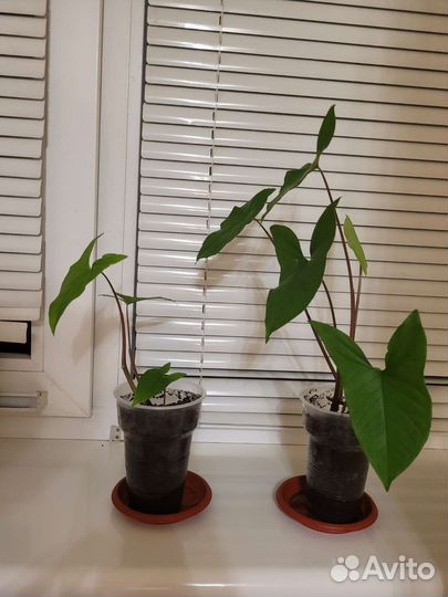 Сингониум,тёщин язык зеленый