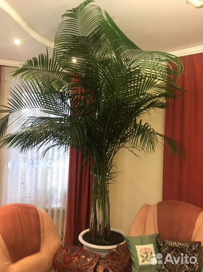 Пальма финиковая (Phoeniks)