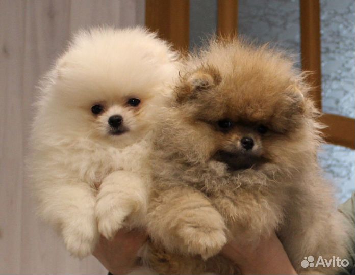 Померанский шпиц