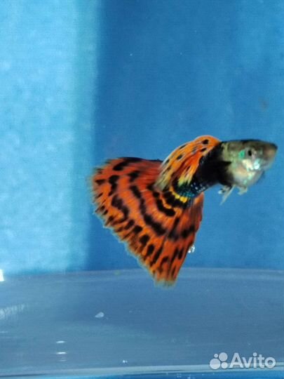 Гуппи Красная гвоздика, Мозаика устойчивой породы